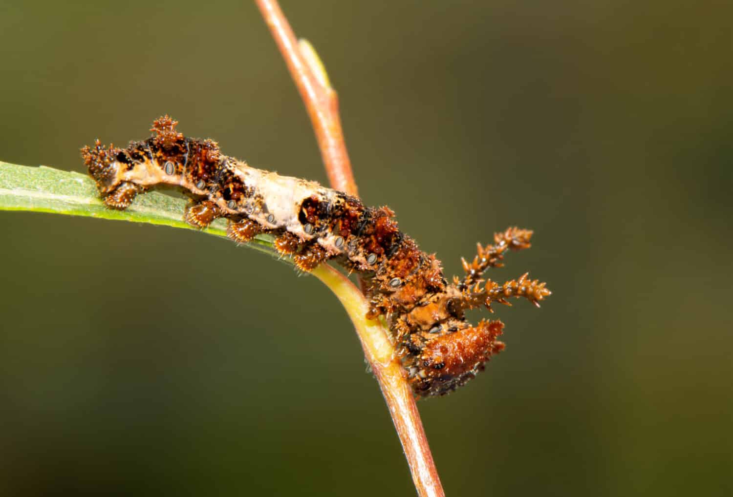 Beautiful 4th instar of Viceroy butterfly caterpillar on a willow leaf