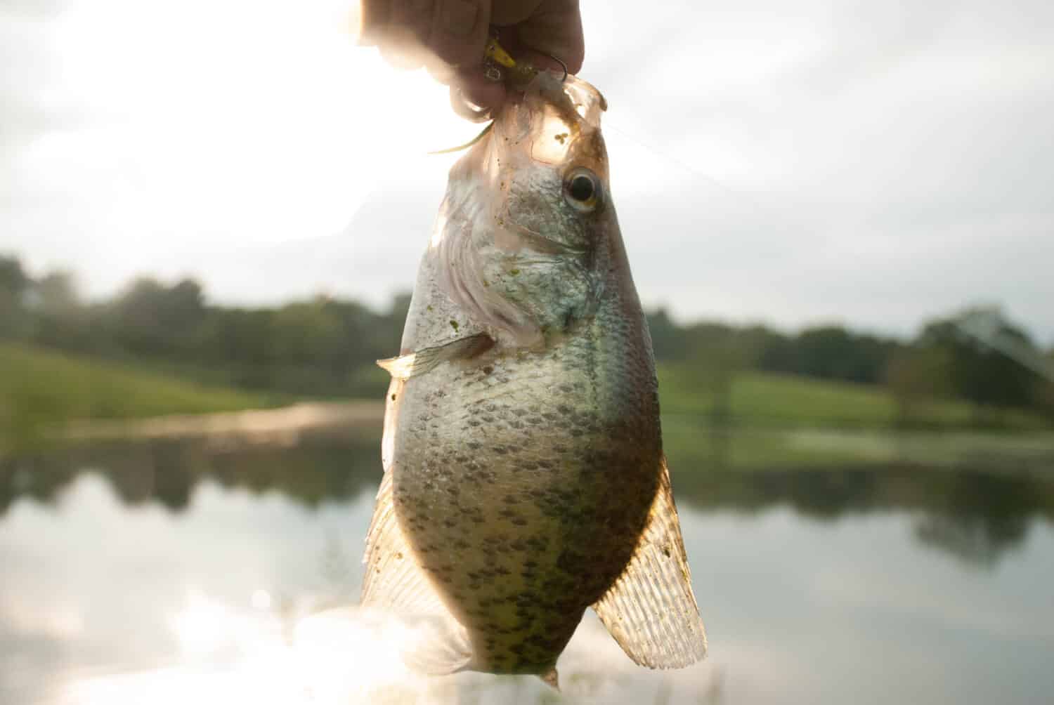fish crappie hanging with pond background