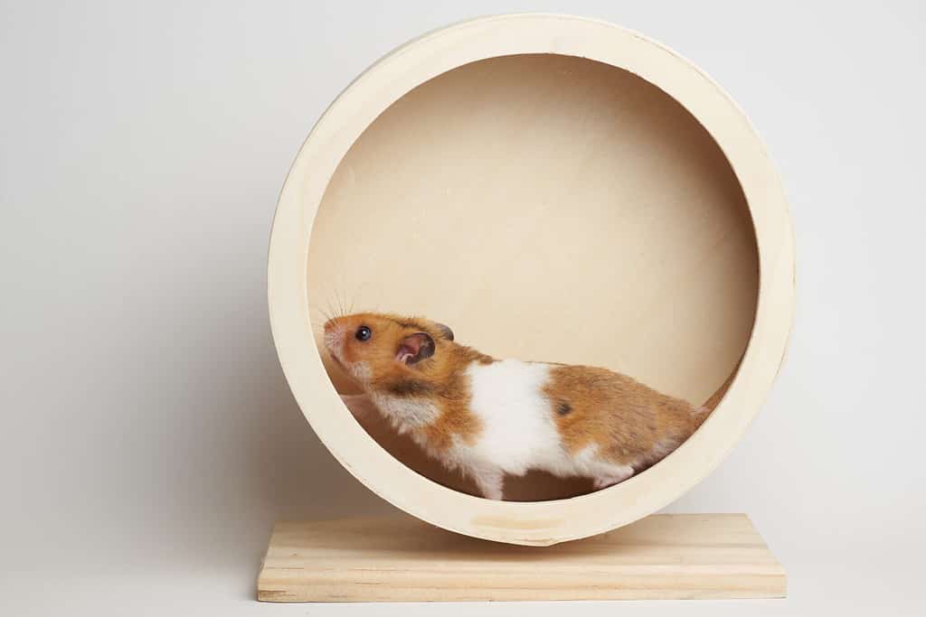 Syrian hamster play with an hamster wheel white background