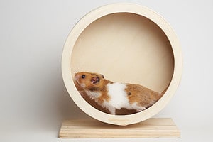 Discover Why Hamsters Run on Wheels – Do They Enjoy It? Picture
