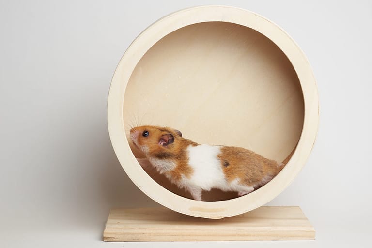 Discover Why Hamsters Run on Wheels Do They Enjoy It? AZ Animals