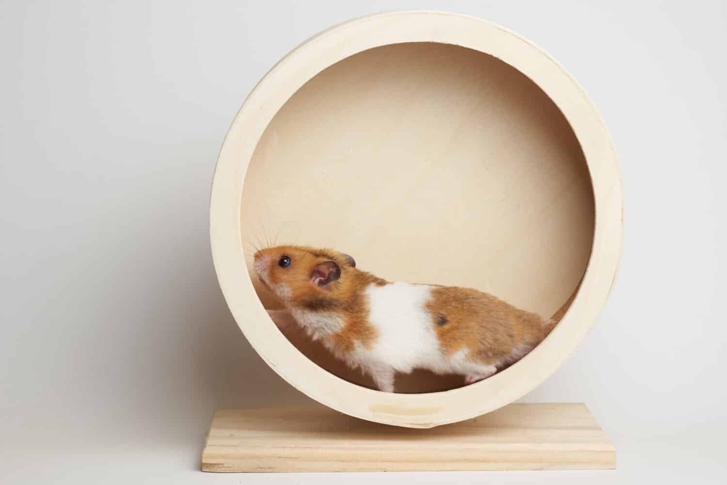 Syrian hamster play with an hamster wheel white background                  