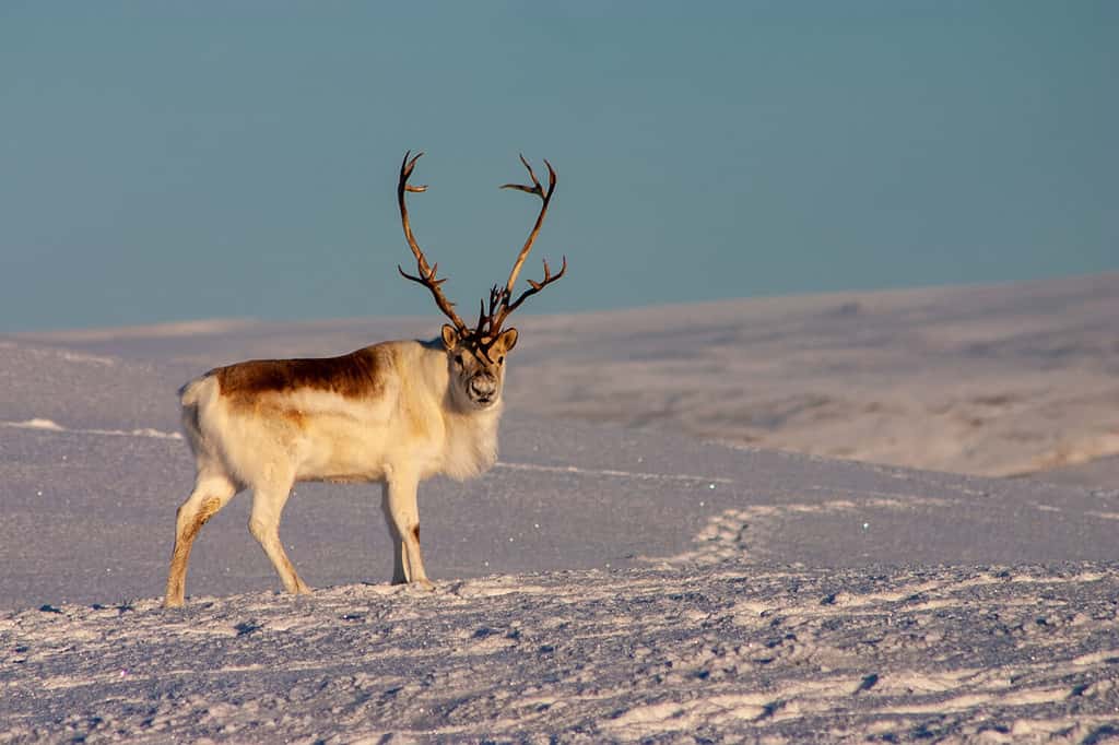 Peary Caribou buck standing.
