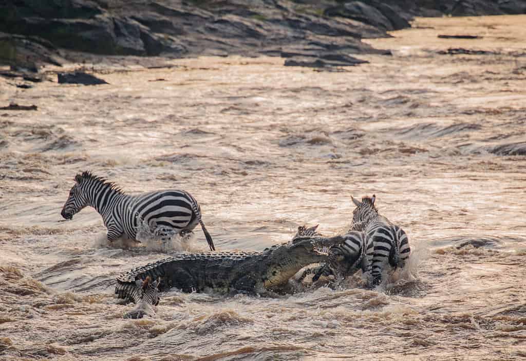 Crocodile attacking Zebra - Maasai Mara