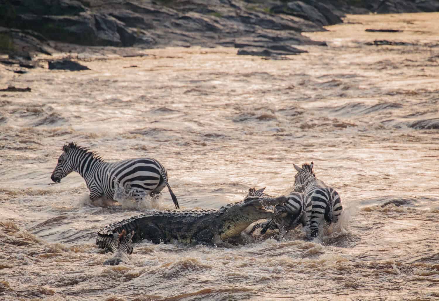 Crocodile attacking Zebra - Maasai Mara