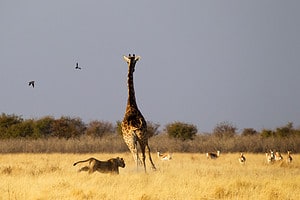 Brave Lioness Takes a Huge Risk Hunting a Speedy Giraffe Picture