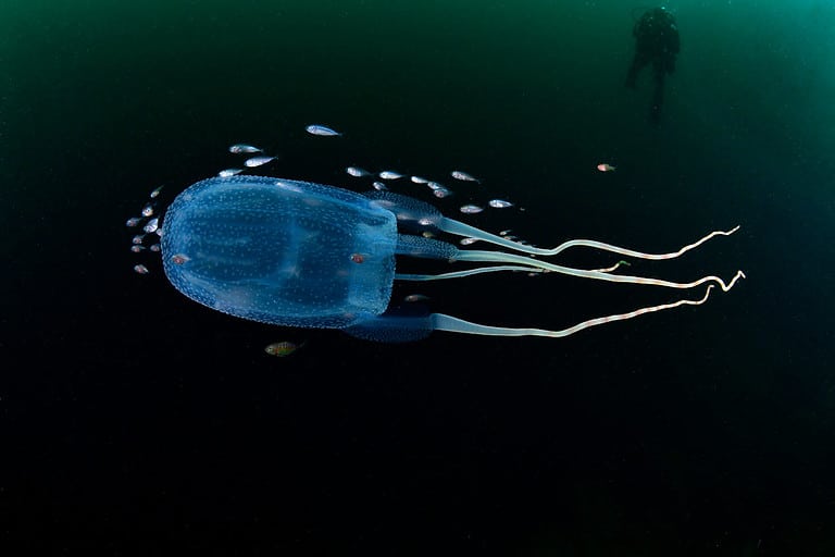 Sea Wasp,in Venezuela,Caribbean Sea.