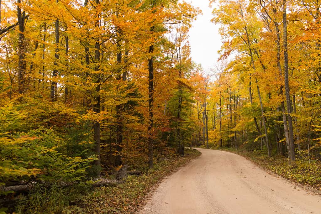 A dirt road through a colorful autumn forest. Ellison Bluff State Natural Area, Ellison Bay, Wisconsin, USA.