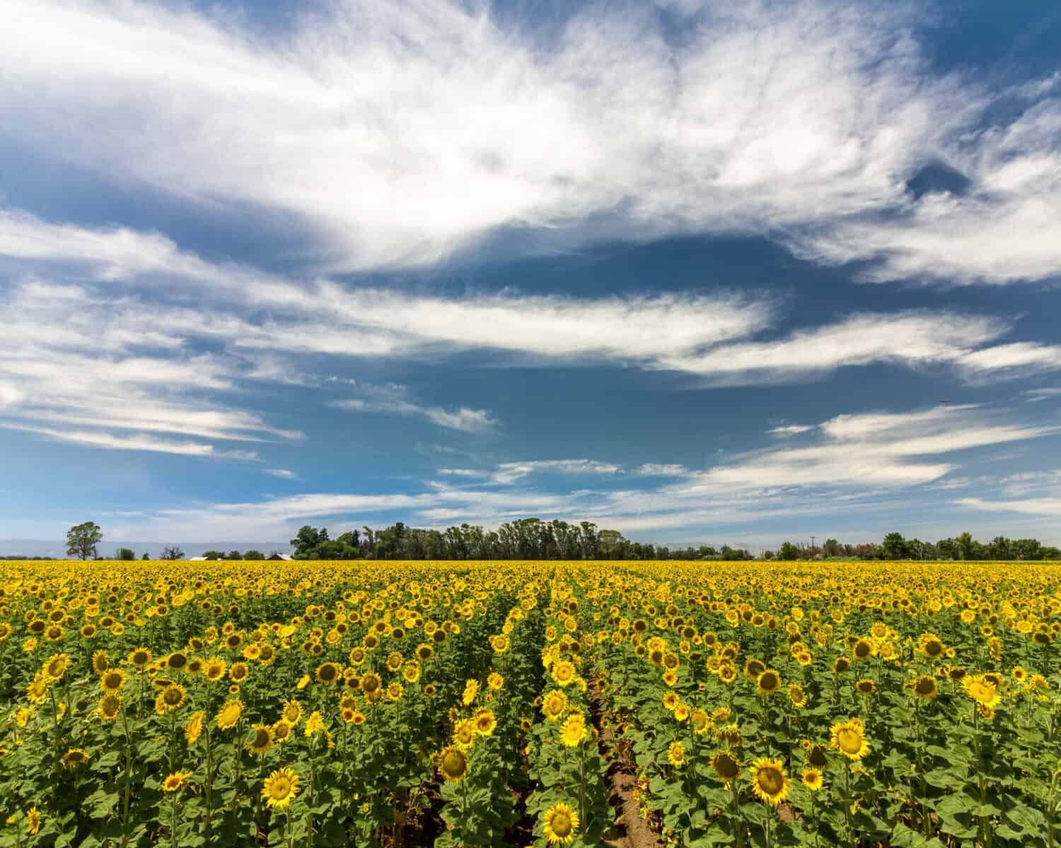 Summer Memory - Sunflower rows bask in the summer sunshine. Yolo County, California, USA