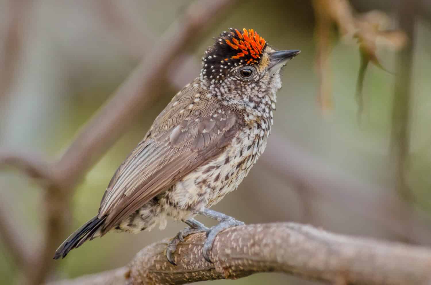 White-wedged Piculet portrait