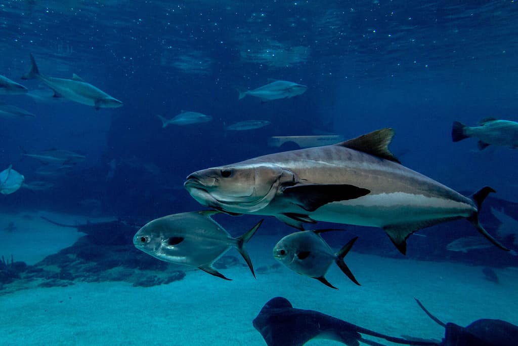 southern bluefin tuna swimming with the fishes