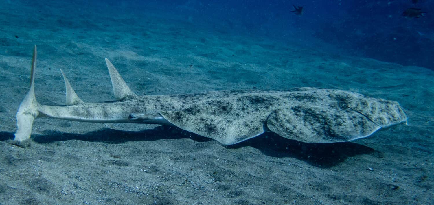 Angel Shark swimming over the sand. Squatina squatina