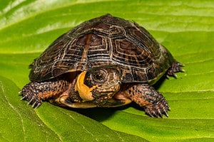State Turtle The Complete List of Every Official US State Reptile (With Pictures ...