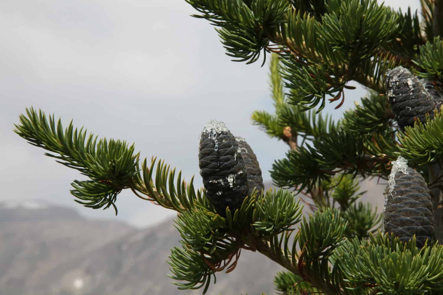 Subalpine Fir (Abies lasiocarpa) blue cones with pitch on a tree in Beartooth Mountains, Montana