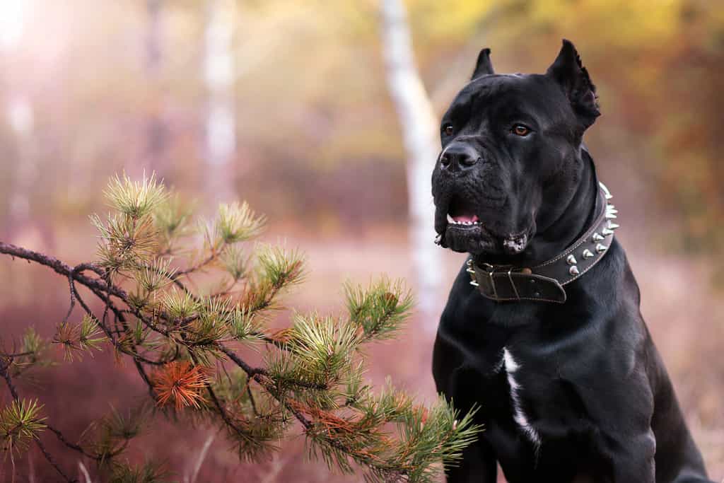 Cane corso in the forest. Big black dog