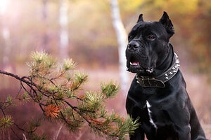 How to Train Your Cane Corso: The 4 Best Methods and Tips Picture