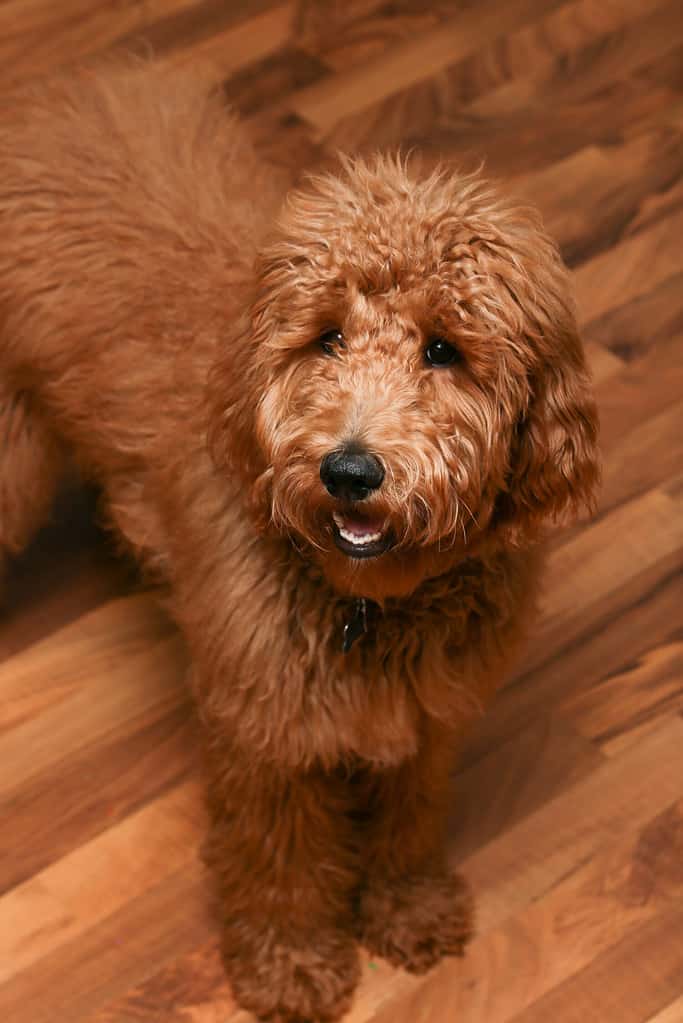 6 month old Goldendoodle puppy.