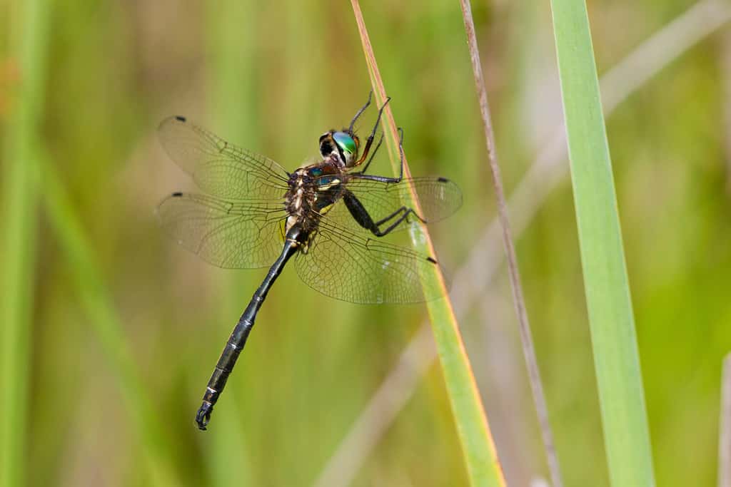 Hine's Emerald dragonfly (Somatochlora hineana) male perched in Barton Fen, Reynolds, Missouri, USA.