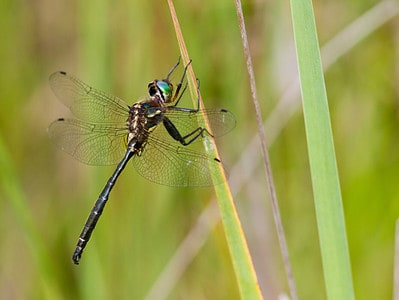 A Do Dragonflies Really Eat Mosquitoes? How Many?