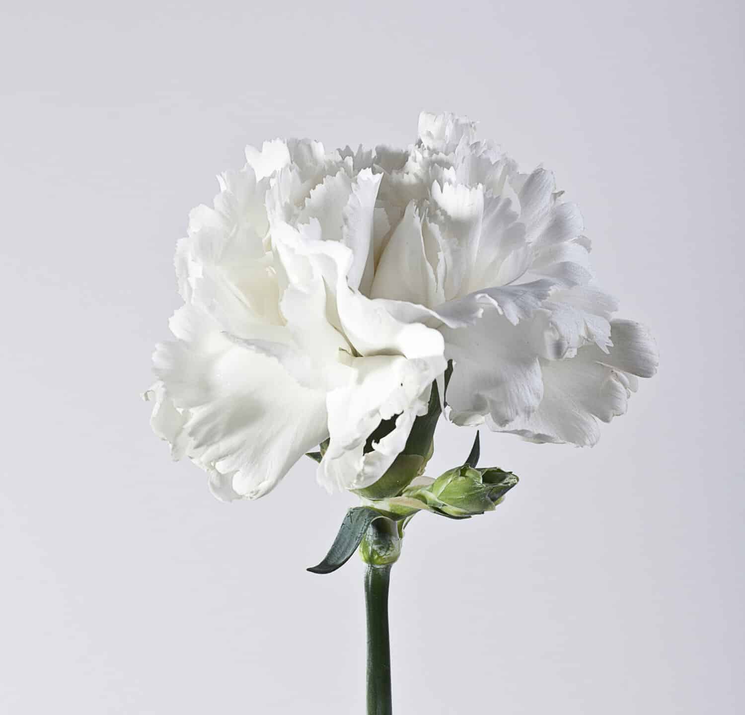 white carnation