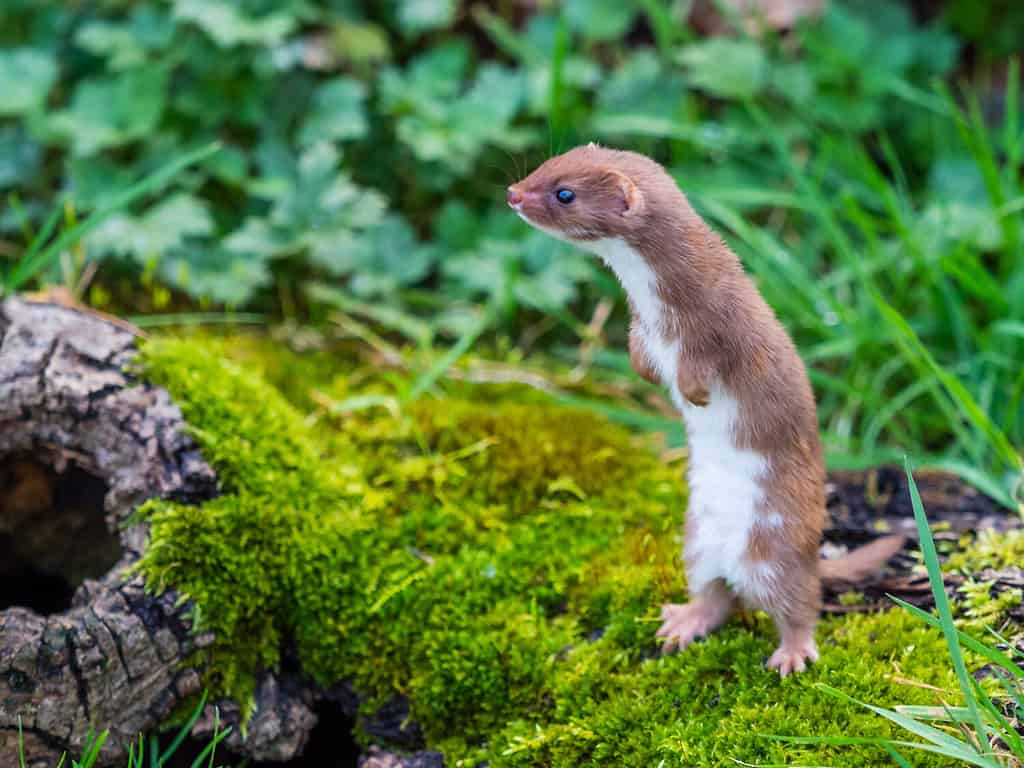 Weasel or Least weasel (mustela nivalis)