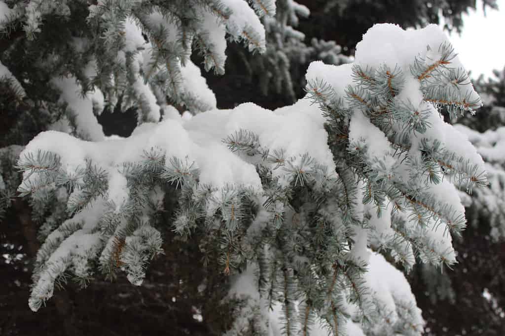 Close up of an engelmann spruce branches covered a snow.