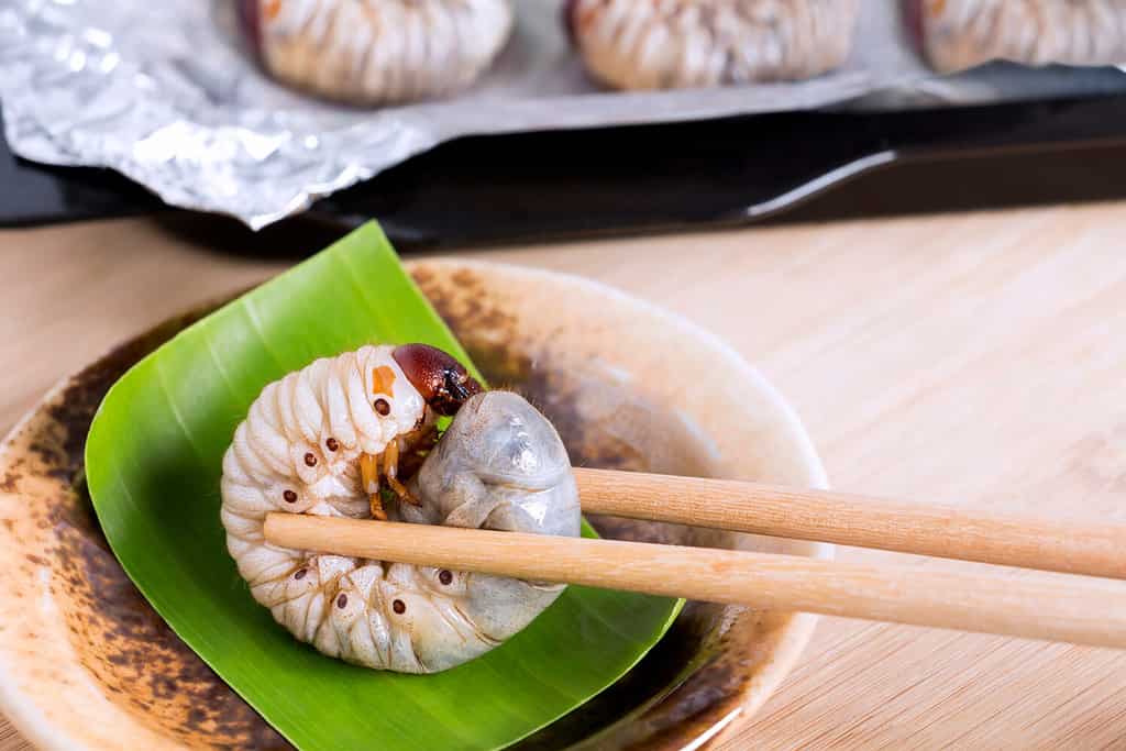 Grub Worms or Coconut Rhinoceros Beetle. Insects food for eating larvae fried or baked on plate with chopsticks and on baking tray, it is good source of protein which edible. Entomophagy concept.