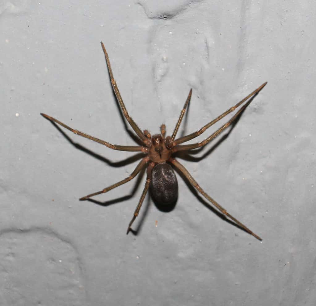 Brown Recluse Spiders  Nebraska Extension in Lancaster County