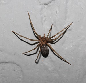 Brown Recluse Spiders in Tennessee: Where They Live, What They Eat, How to Get Rid of Them Picture