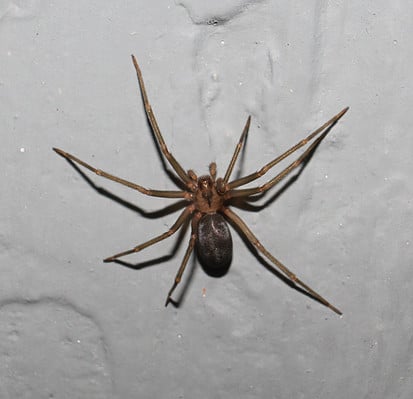 Brown Recluse Spiders in Nebraska: Where They Live, What They Eat, How ...