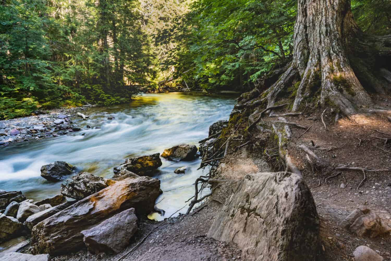 Glacier National Park Montana. Avalanche Creek flowing through forest of cedar, black cottonwood and hemlock trees. Long exposure water flowing.