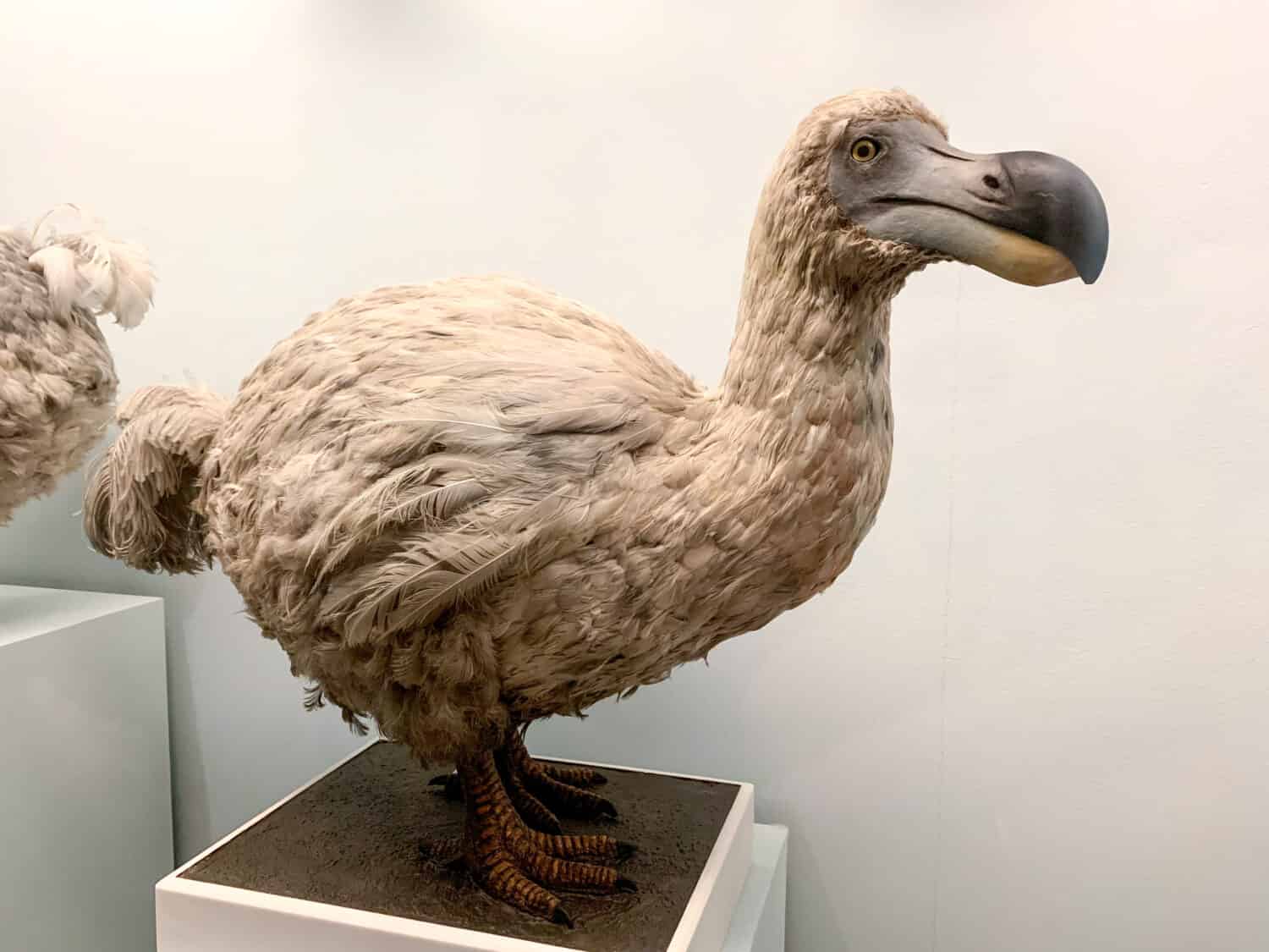 Stuffed dodo bird, an extinct flightless bird from Mauritius, east of Madagascar in the Indian Ocean.