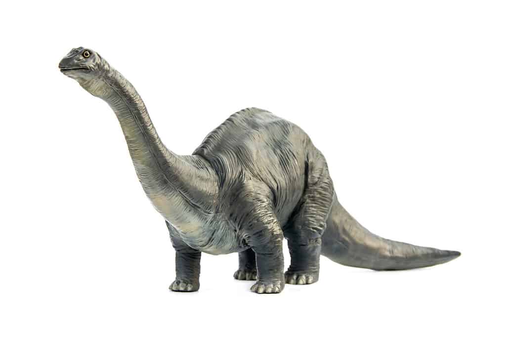 Long necked dinosaur eating plants Brontosaurus in form classic style on white background.