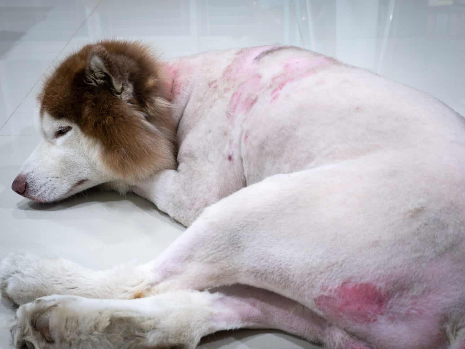 The Skin Disease of The Siberian Husky Dog,The Dog was Cut Hairs around The Body