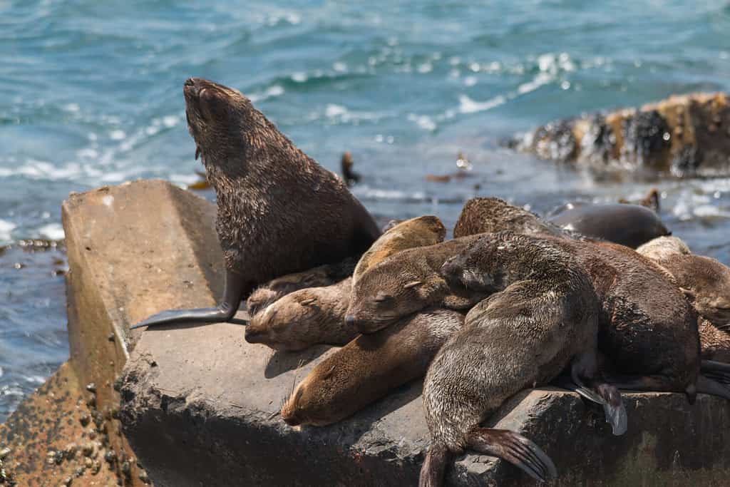 Cape fur seal in Hermanus Harbour, South Africa