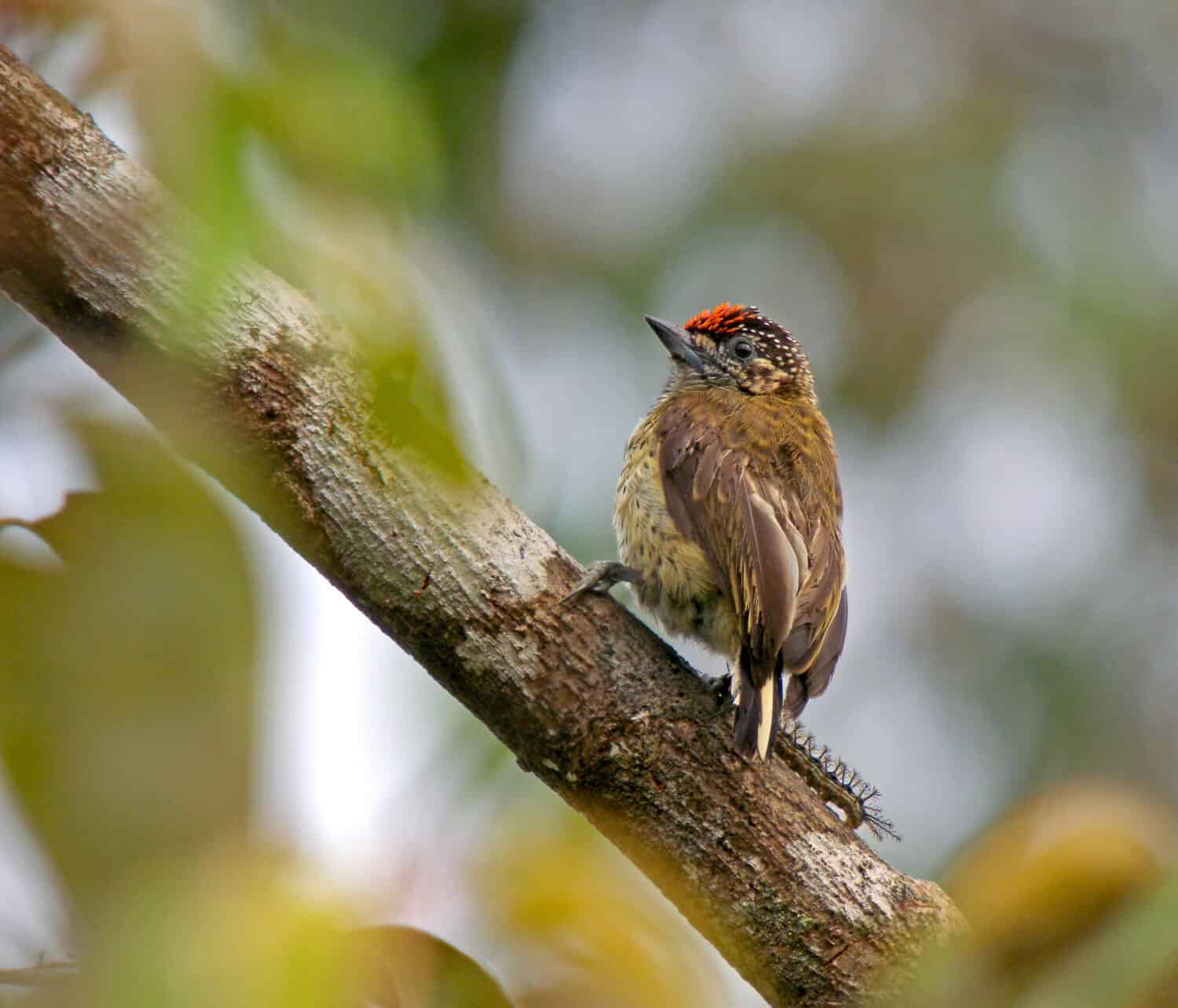 Black-dotted piculet (Picumnus nigropunctatus)  perched on a small twig                              