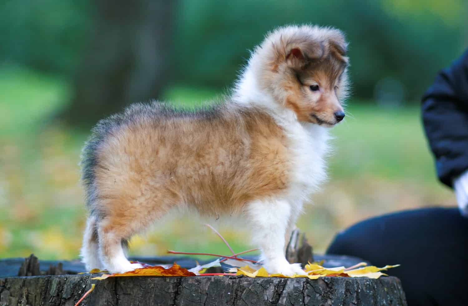 Stunning nice fluffy sable white shetland sheepdog puppy, sheltie standing outside on stump on a sunny autumn day. Small, little cute collie dog, lassie portrait in autumn time with green background