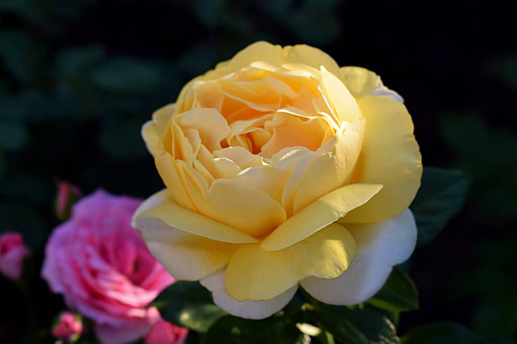 Beautiful yellow Rose. Rose named Michelangelo (Meltelov). rose illuminated by sun rays on green background.