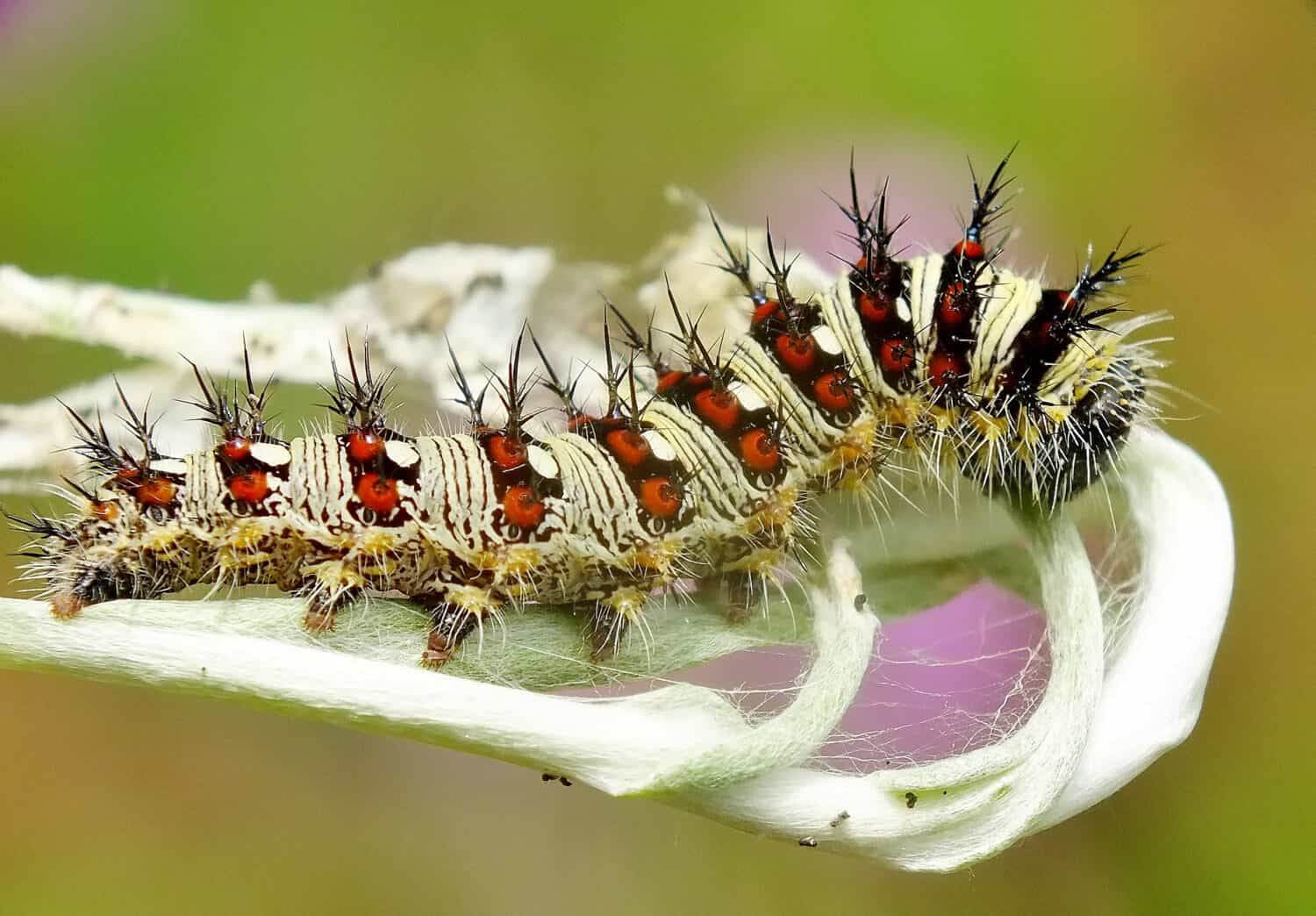 Vanessa virginiensis, American painted lady or American lady, caterpillar found in Portugal. In nature. 