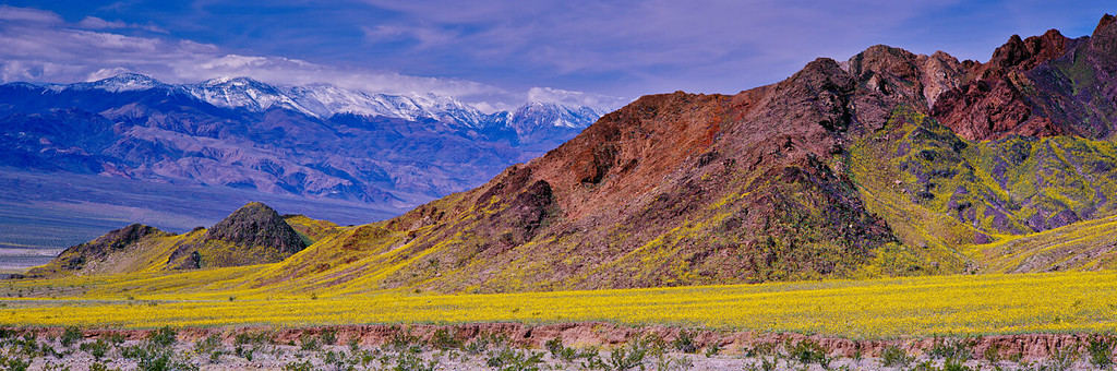 Wildflower bloom in spring (March 2005), Death Valley National Park, California