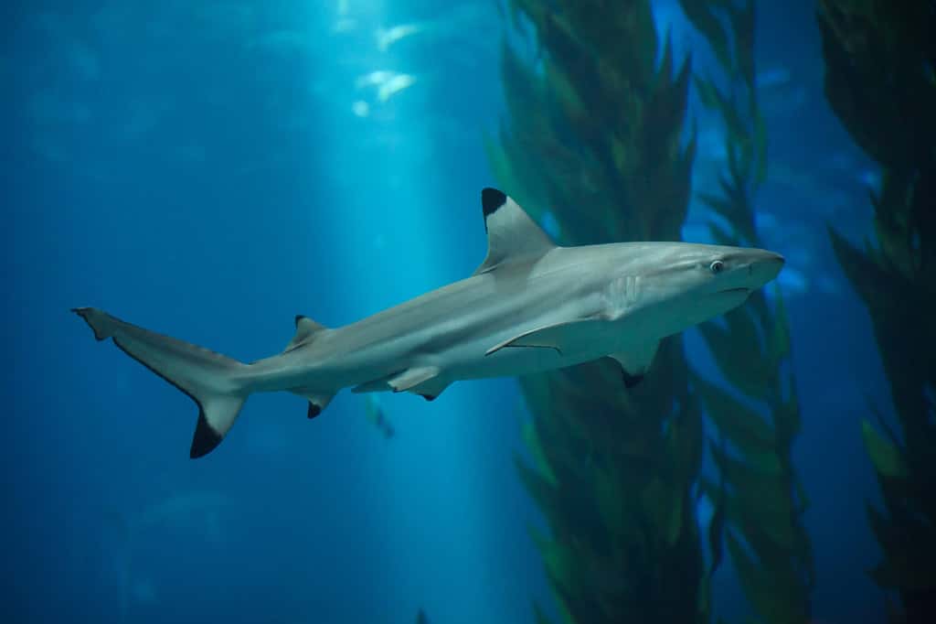 Blacktip reef shark (Carcharhinus melanopterus).