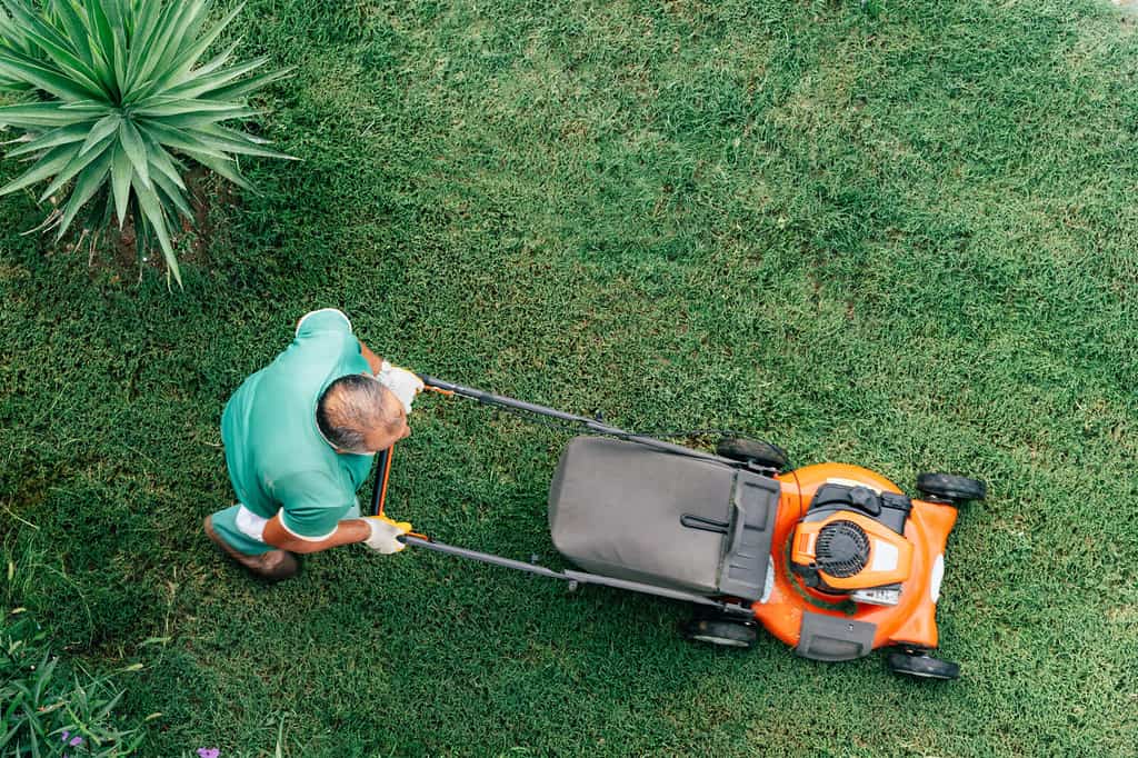 Lawnmower mows the green grass top view. Bald man gardener cuts the grass. Garden care.