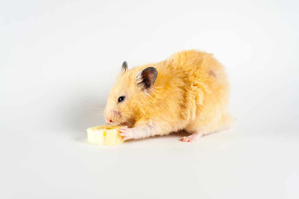 Cute hamster eating banana on white background