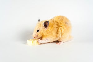 Can Hamsters Eat Banana? Picture