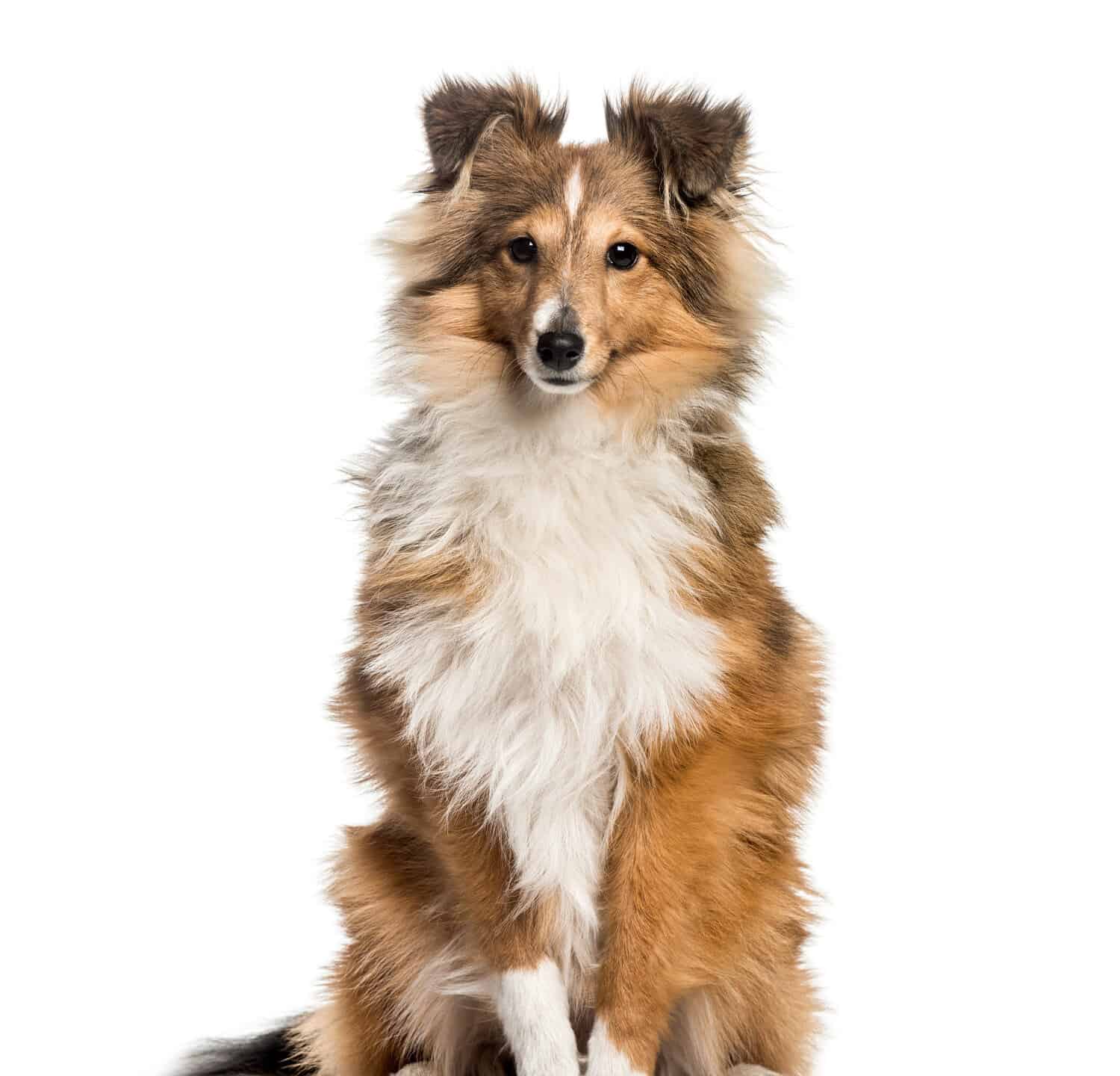 Shetland Sheepdog, 3 years and 6 months old, sitting in front of white background