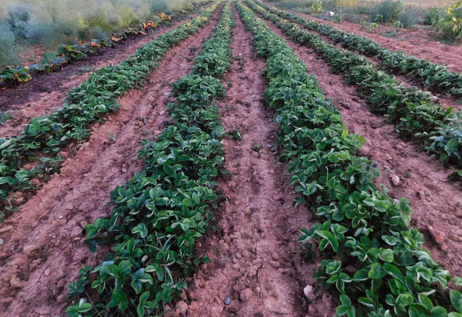 Rows of strawberry plant in an Amish garden, Lancaster County, Pennsylvania