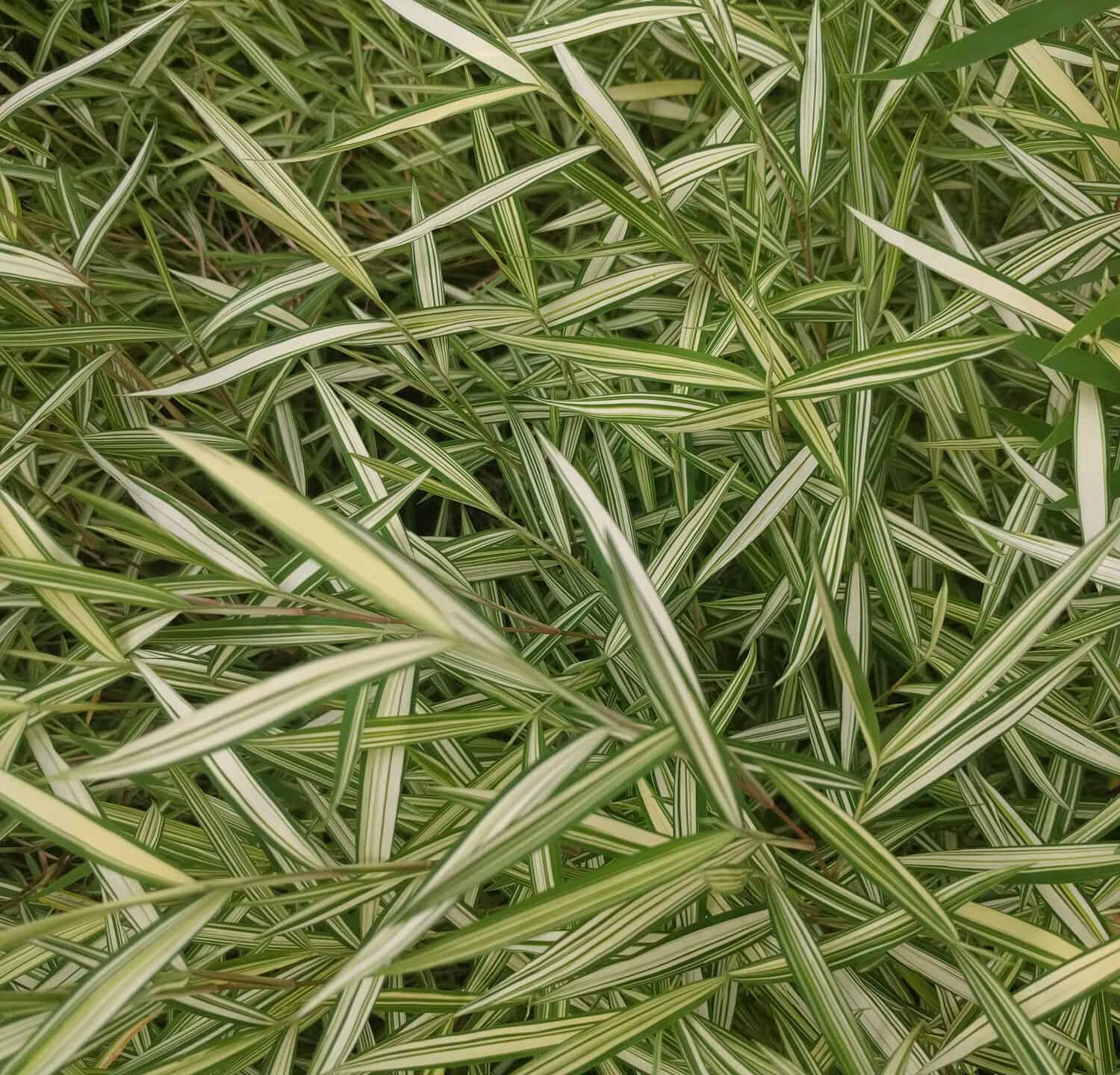 Close up of cream and green striped Dwarf Whitestripe Bamboo leaves (Pleioblastus fortunei)