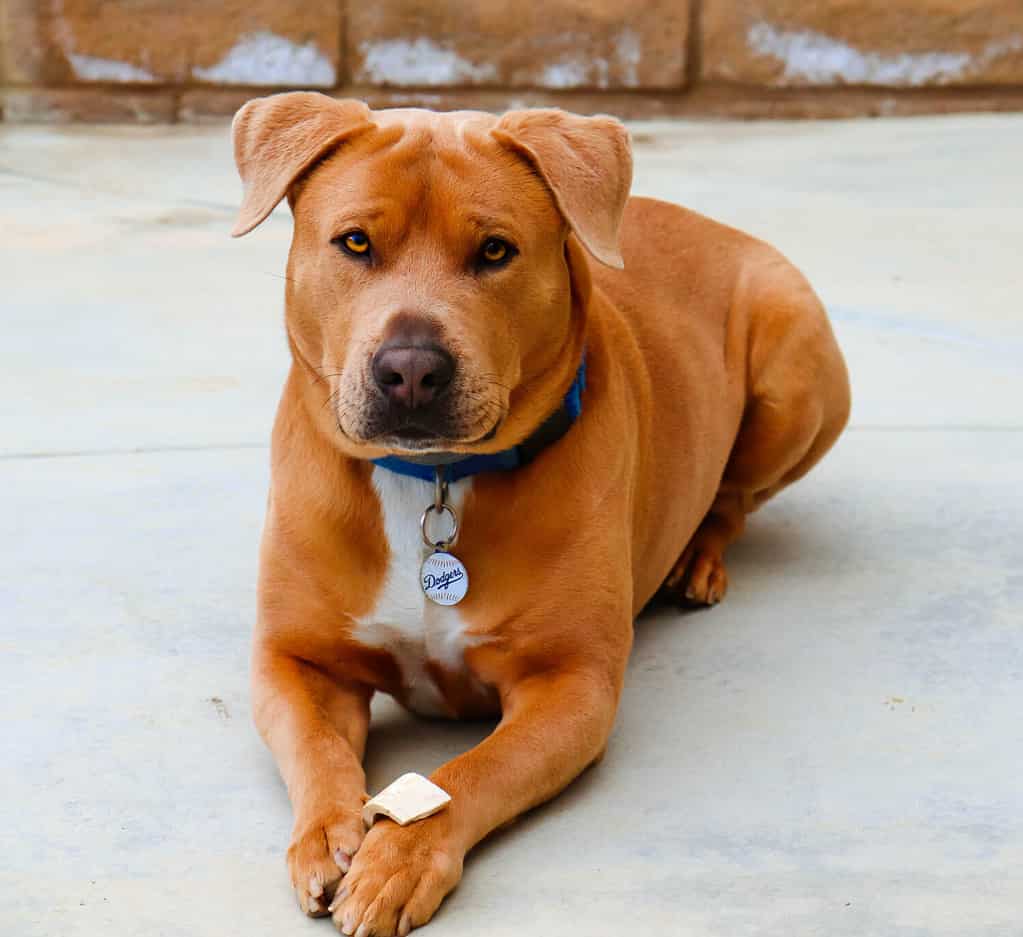 Pitbull and Golden Retriever mix