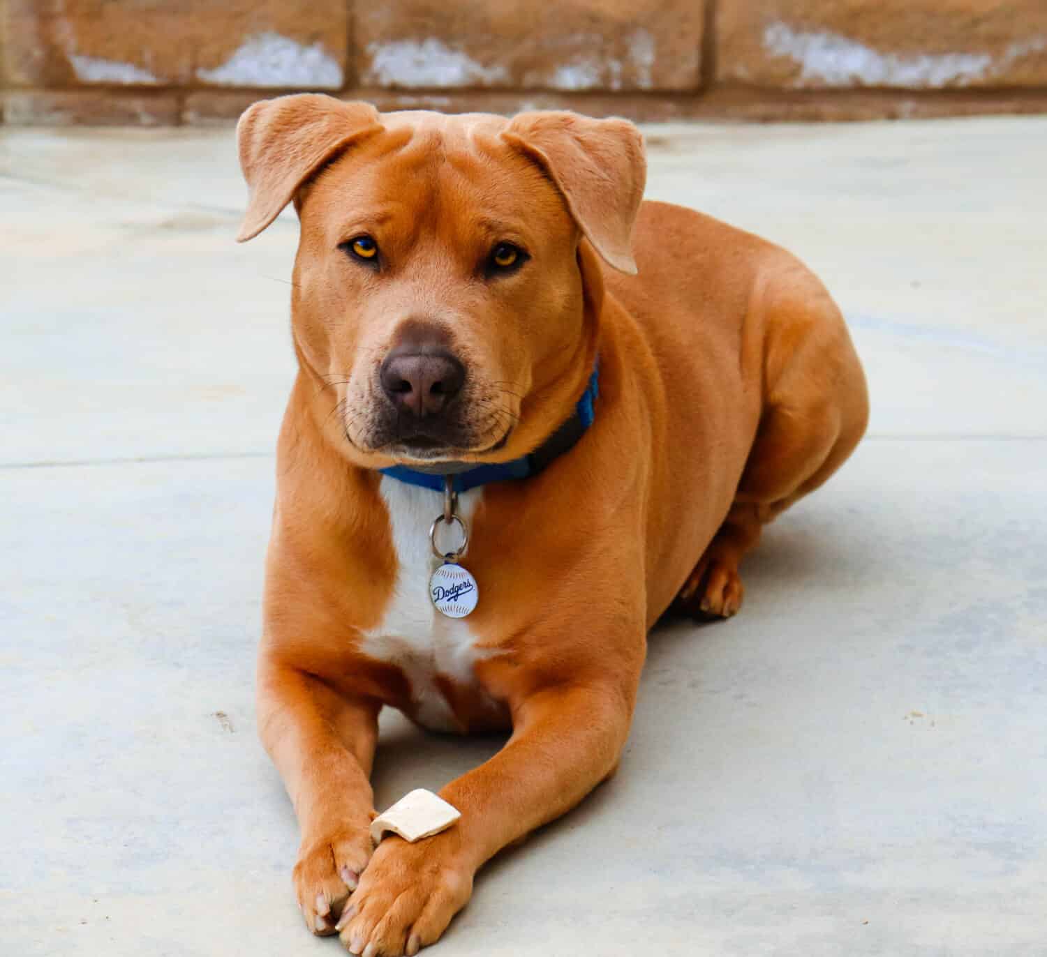 45 Incredible Pit Bull Mix Breeds 45 Incredible Pit Bull Mix Breeds