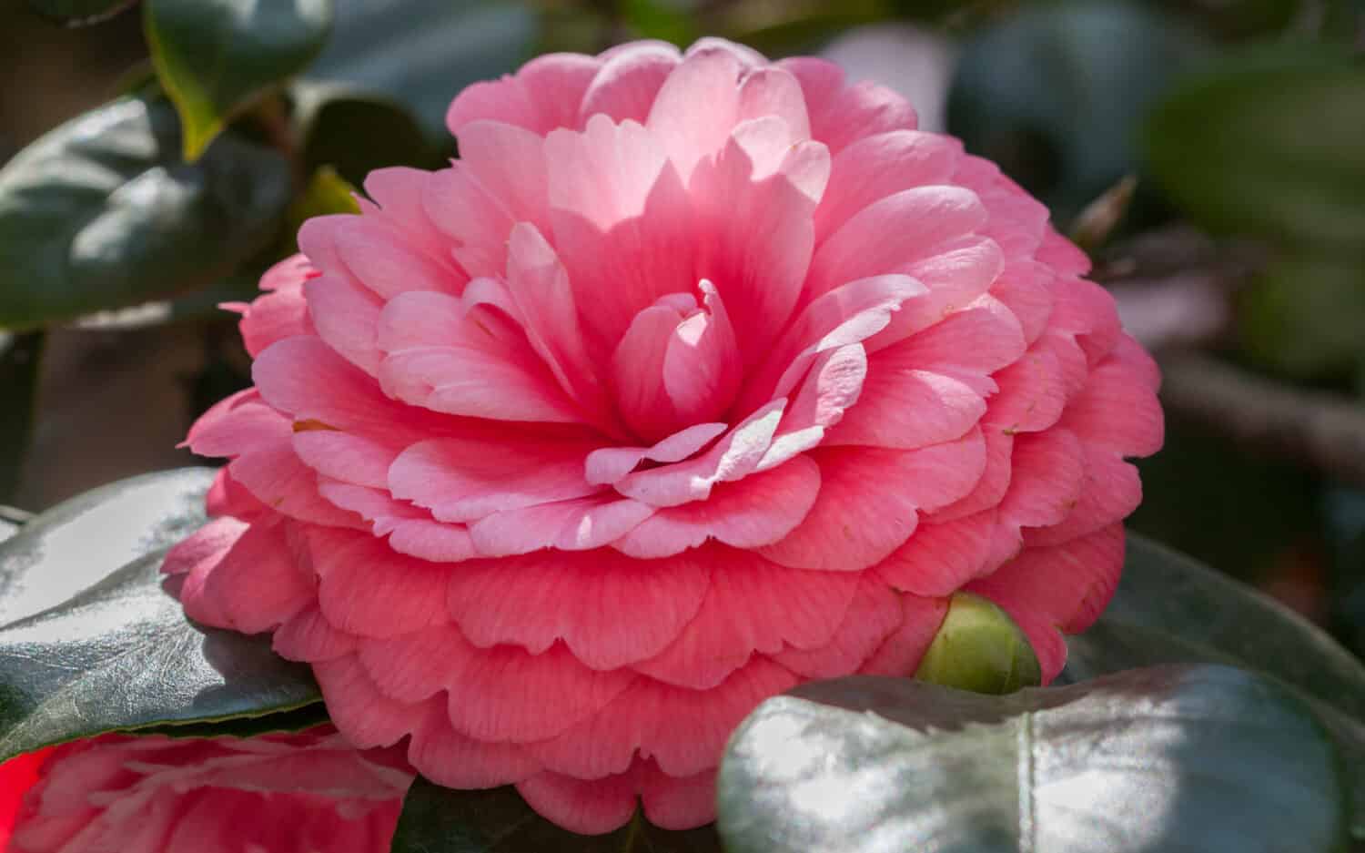 Middlemist Camelia-The rare plant, brought to Britain from China